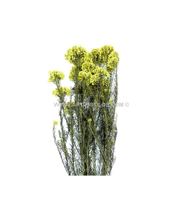FLOR PRESERVADA DIOSMI