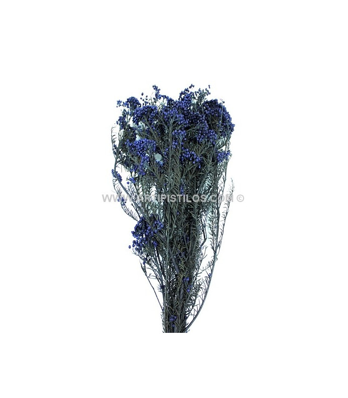 FLOR PRESERVADA DIOSMI