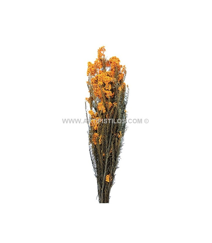 FLOR PRESERVADA DIOSMI