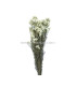 FLOR PRESERVADA DIOSMI