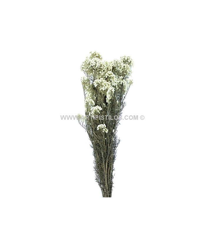 FLOR PRESERVADA DIOSMI