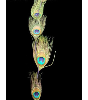 PEACOCK FEATHER STEM