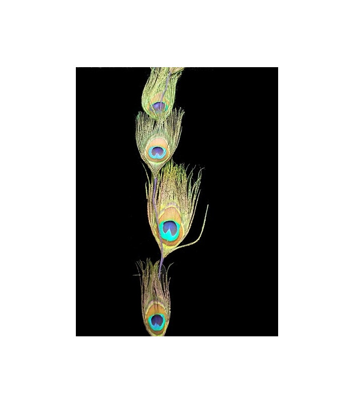 PEACOCK FEATHER STEM