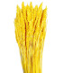 NATURAL EAR OF CORN