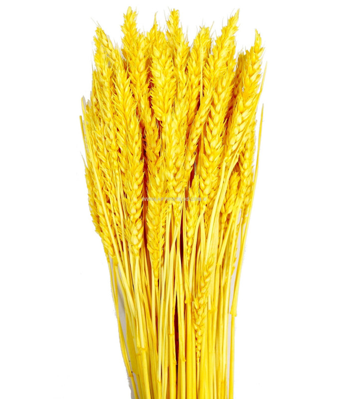 NATURAL EAR OF CORN