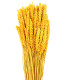 NATURAL EAR OF CORN