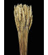 NATURAL EAR OF CORN