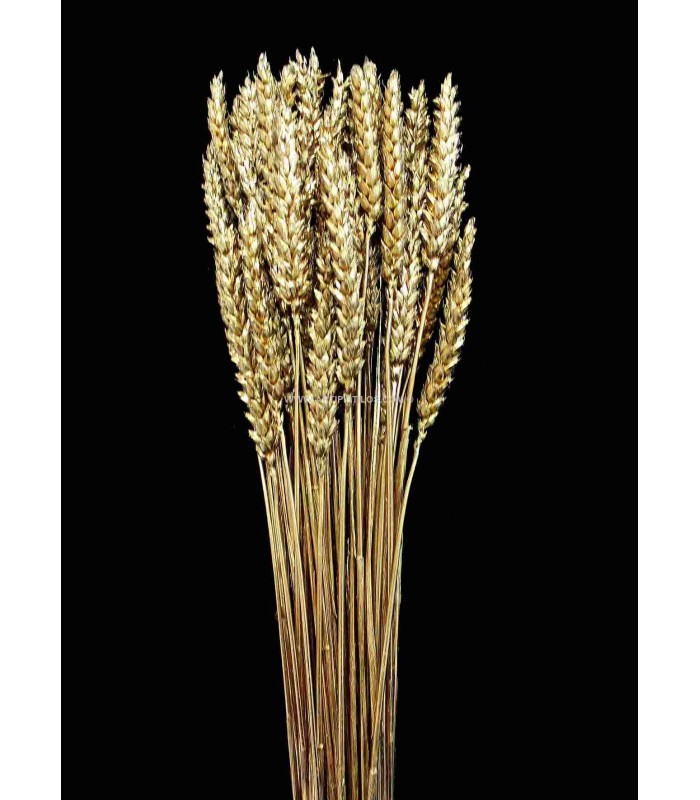 NATURAL EAR OF CORN