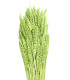 NATURAL EAR OF CORN
