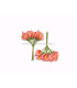 POMO 12 FLORES DE FOAMY