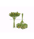 POMO 12 FLORES