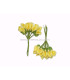 POMO 12 FLORES
