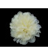 FABRIC FLOWER WITH BRIGHTNESS