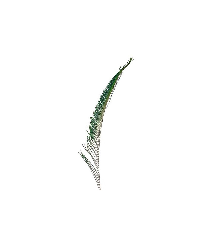 PLUMA PAVO REAL ESPADA 30 CMS.