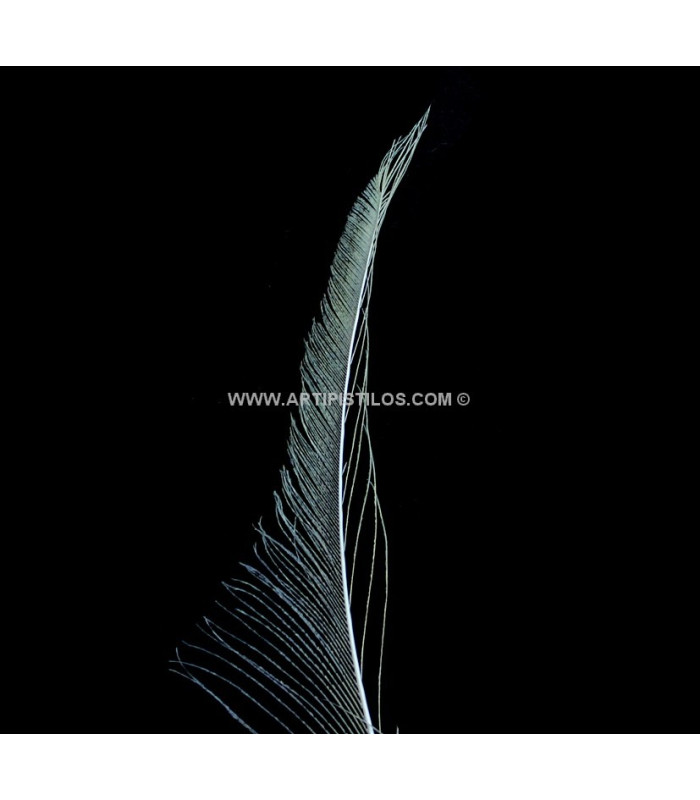 PLUMA PAVO REAL ESPADA 30 CMS.
