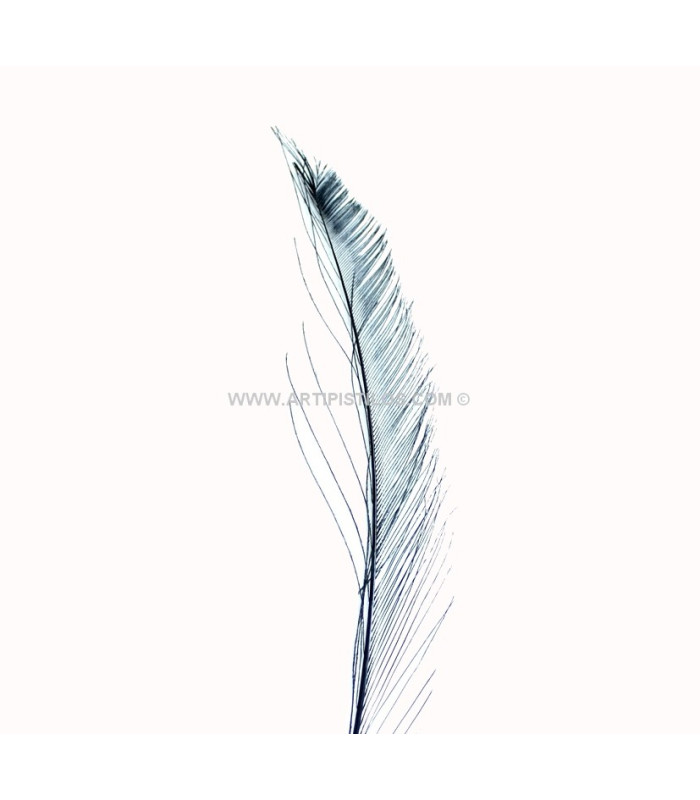 PLUMA PAVO REAL ESPADA 30 CMS.