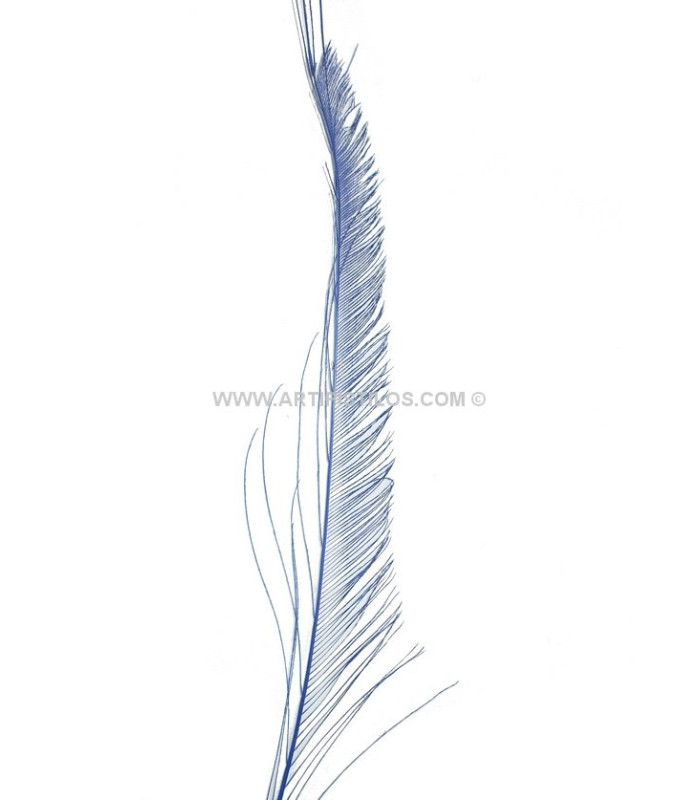 PLUMA PAVO REAL ESPADA 30 CMS.