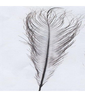 BURNT OSTRICH FEATHER 30-36 CMS.