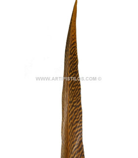 GOLDEN PHEASANT FEATHER 50 - 55 CMS.