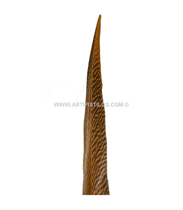 PENA DE FAISÃO DOURADO 50 - 55 CMS.