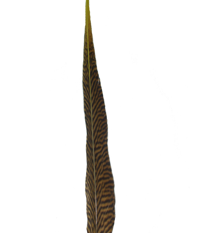 PENA DE FAISÃO DOURADO 50 - 55 CMS.