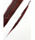 GOLDEN PHEASANT FEATHER 50 - 55 CMS.
