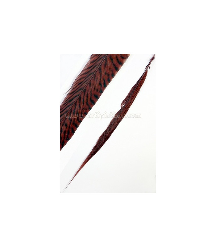 GOLDEN PHEASANT FEATHER 50 - 55 CMS.