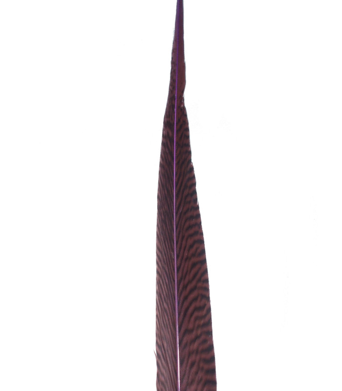 PENA DE FAISÃO DOURADO 50 - 55 CMS.