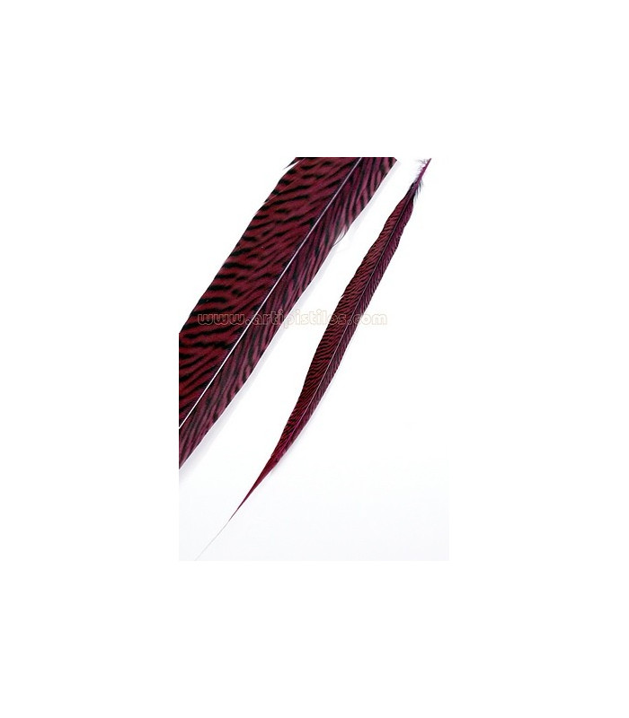 GOLDEN PHEASANT FEATHER 50 - 55 CMS.