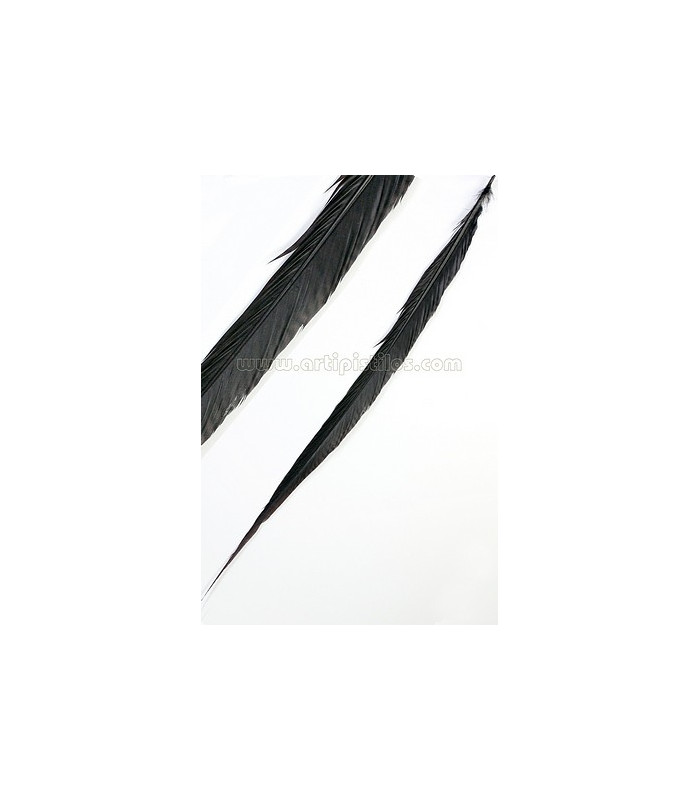 GOLDEN PHEASANT FEATHER 50 - 55 CMS.