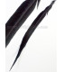 GOLDEN PHEASANT FEATHER 50 - 55 CMS.