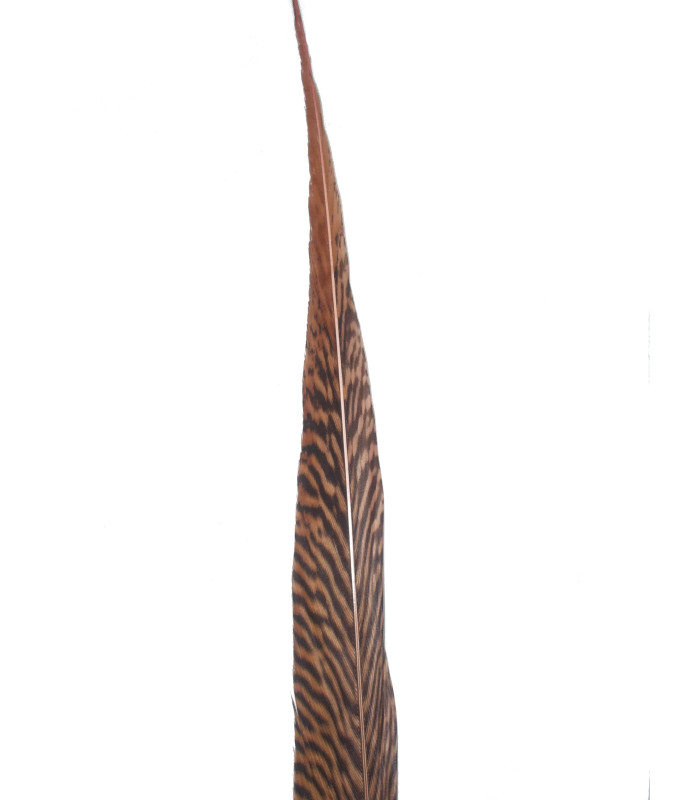 PENA DE FAISÃO DOURADO 50 - 55 CMS.