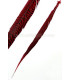 GOLDEN PHEASANT FEATHER 50 - 55 CMS.