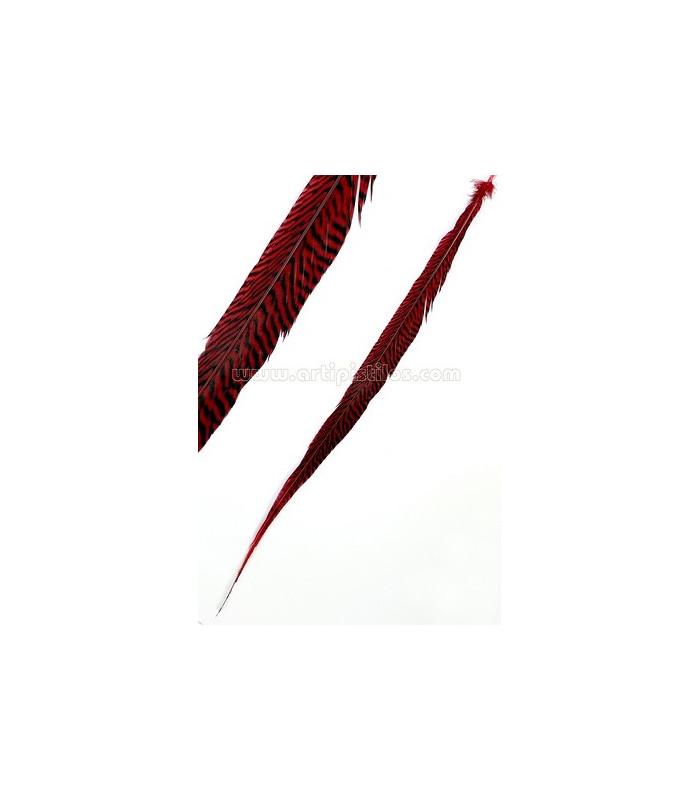 GOLDEN PHEASANT FEATHER 50 - 55 CMS.