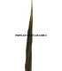 GOLDEN PHEASANT FEATHER 50 - 55 CMS.