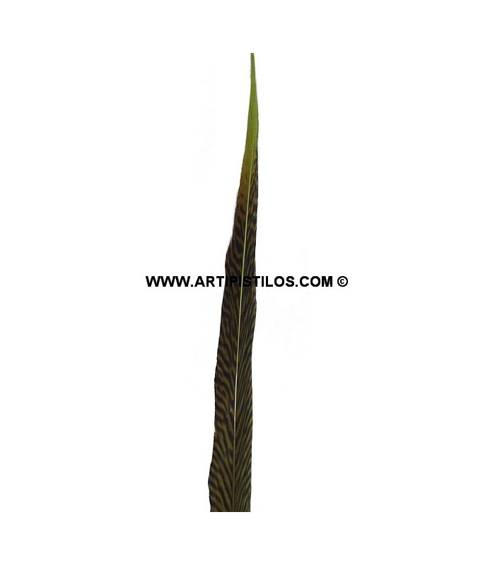 PENA DE FAISÃO DOURADO 50 - 55 CMS.