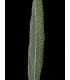 GOLDEN PHEASANT FEATHER 50 - 55 CMS.