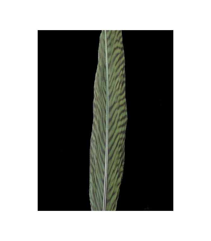 GOLDEN PHEASANT FEATHER 50 - 55 CMS.