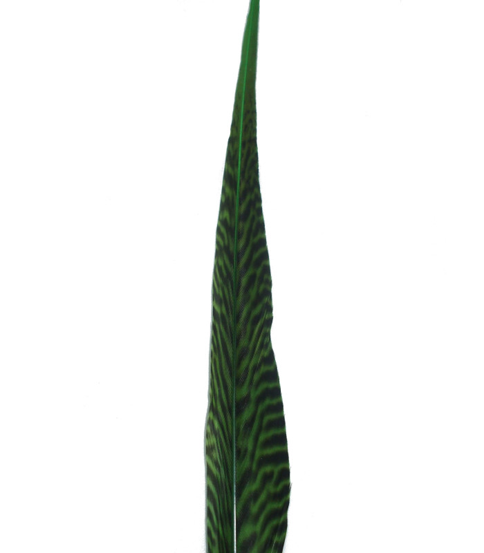 PENA DE FAISÃO DOURADO 50 - 55 CMS.