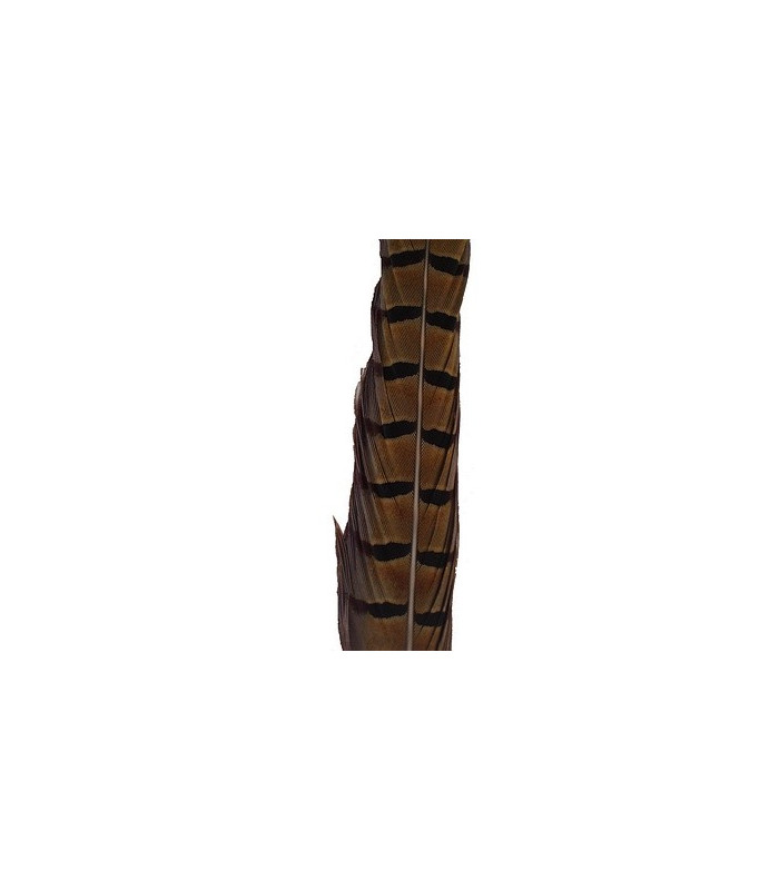 PLUMA DE FAISÁN 36 - 41 CMS.
