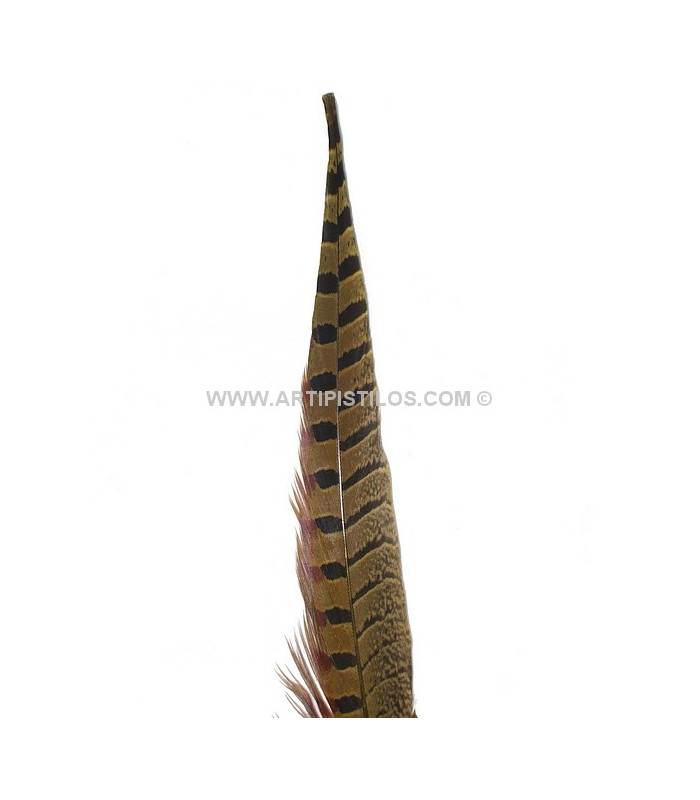 PLUMA DE FAISÁN 36 - 41 CMS.