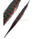 PLUMA DE FAISÁN 36 - 41 CMS.