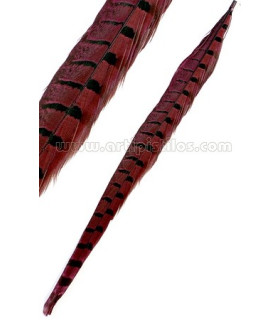 PHEASANT FEATHER 36 - 41 CMS.