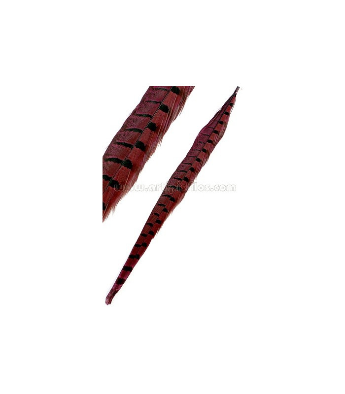 PLUMA DE FAISÁN 36 - 41 CMS.