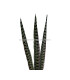 PHEASANT FEATHER 36 - 41 CMS.