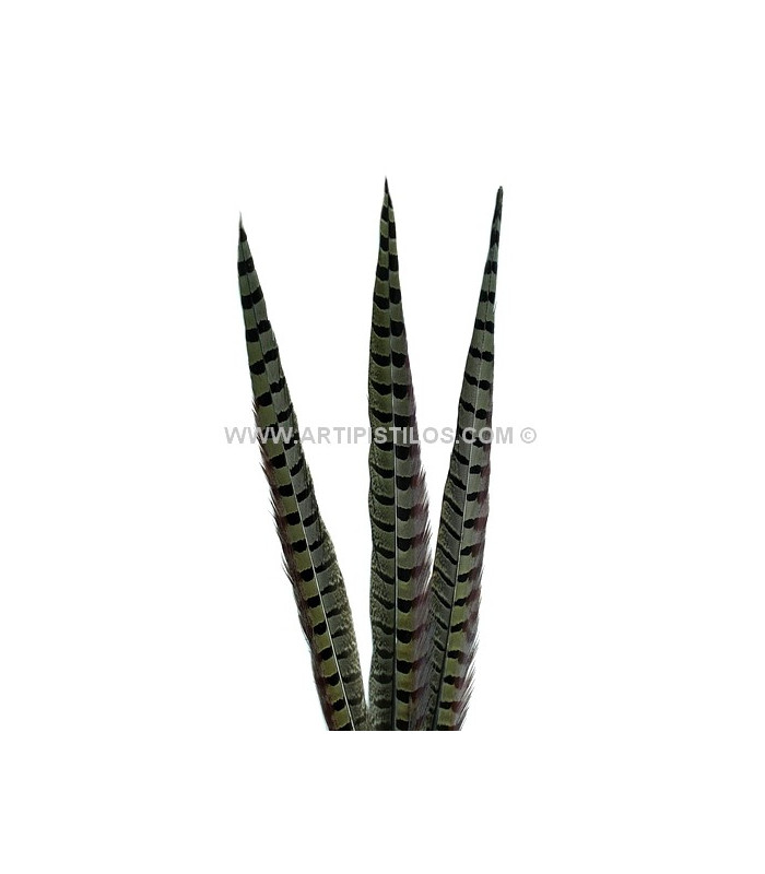 PLUMA DE FAISÁN 36 - 41 CMS.