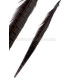 PLUMA DE FAISÁN 36 - 41 CMS.