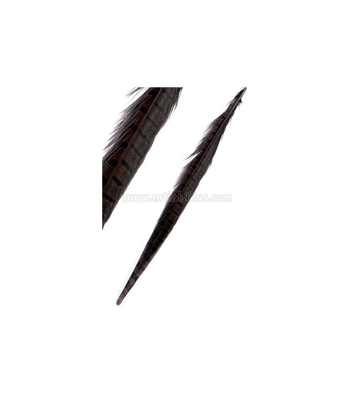 PLUMA DE FAISÁN 36 - 41 CMS.