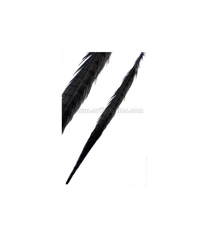 PLUMA DE FAISÁN 36 - 41 CMS.