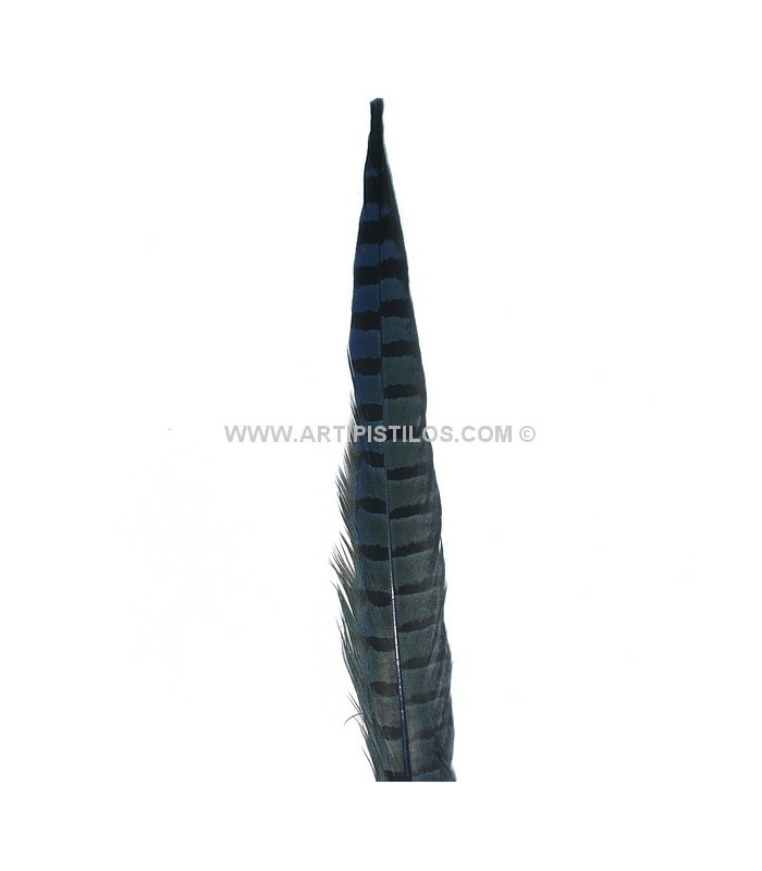 PLUMA DE FAISÁN 36 - 41 CMS.